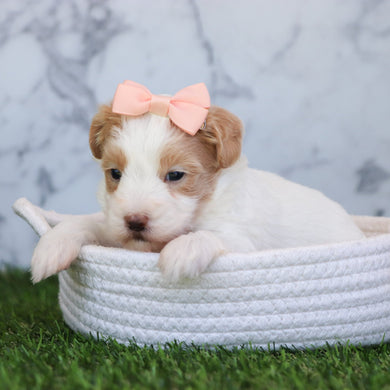 Calli - Available 6/4