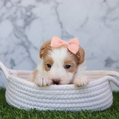 Calli - Available 6/4