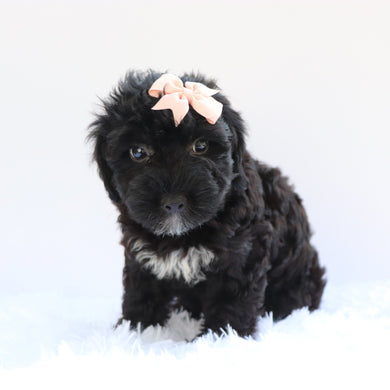 Callie - Available Now