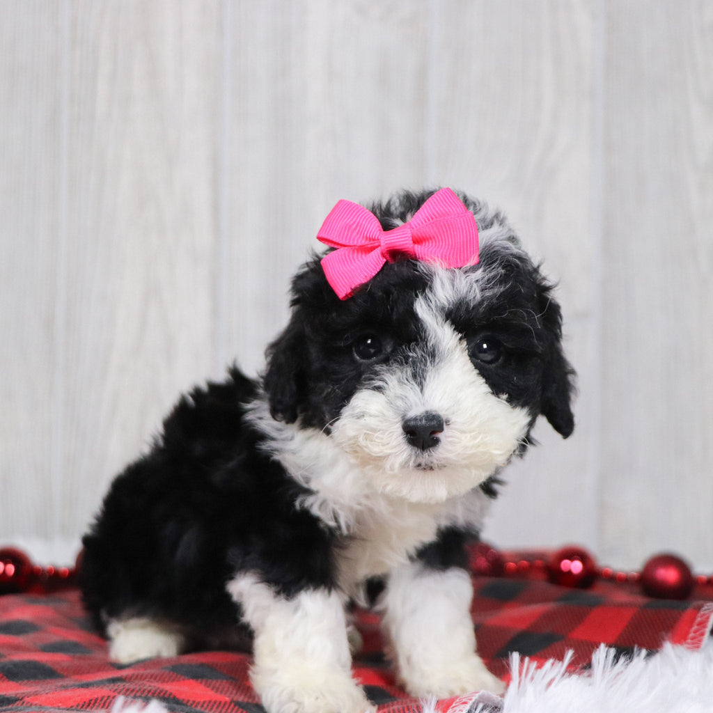 Camilla - Available 12/10