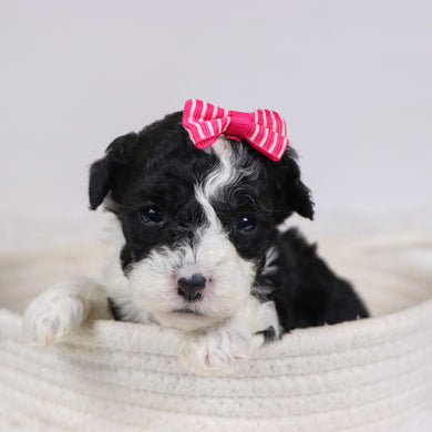 Camilla - Available 12/10