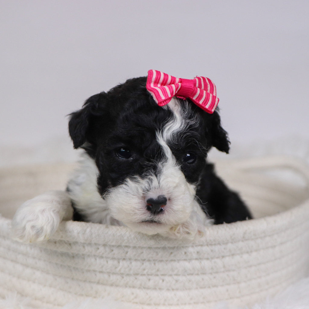 Camilla - Available 12/10