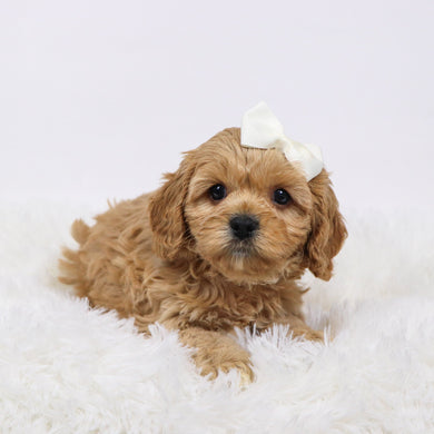 Candi - available 11/19