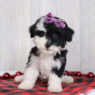 Candra - Available 12/10