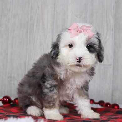 Candy - Available 12/10