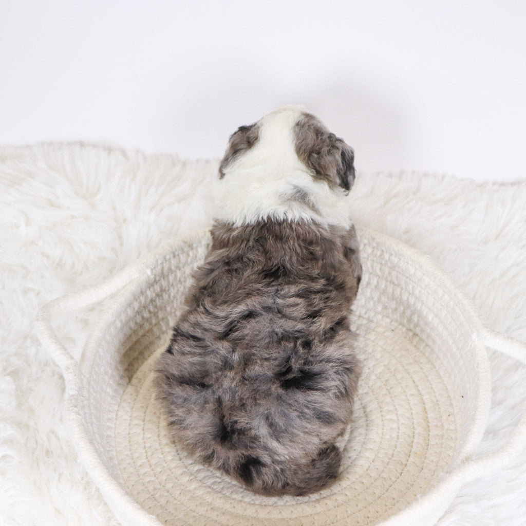 Candy - Available 12/10