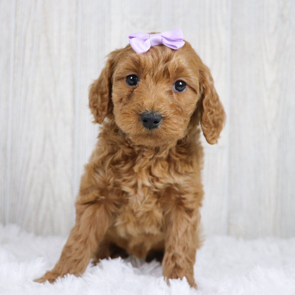 Cara - Available 1/22