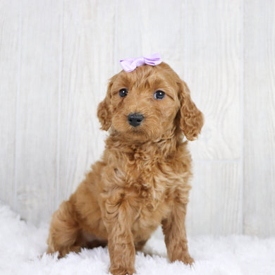 Cara - Available 1/22