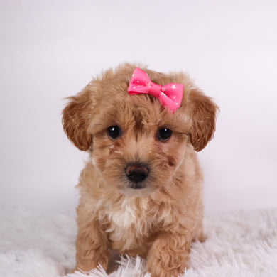 Caramel - Available 10/9