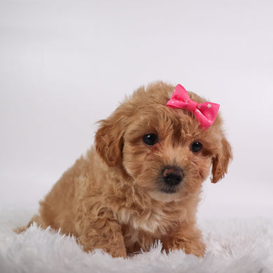 Caramel - Available 10/9