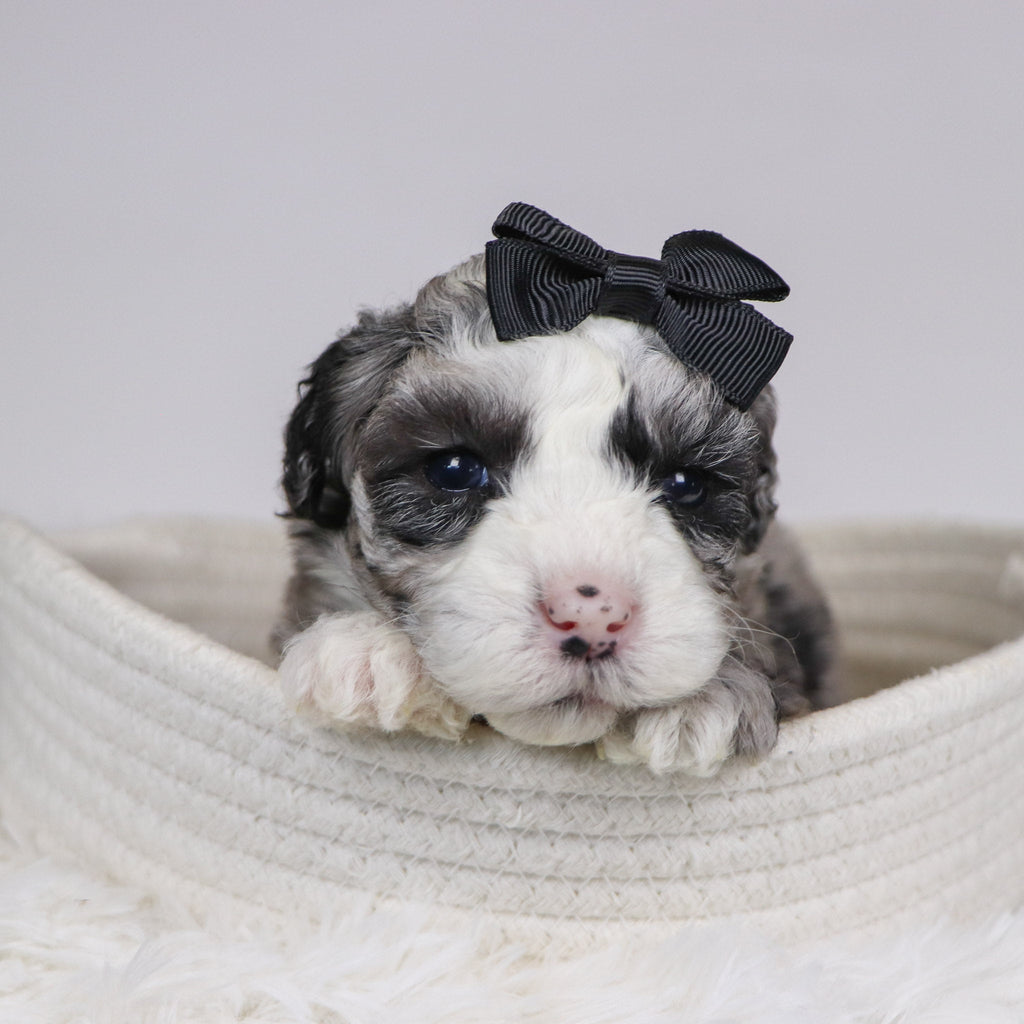 Carla - Available 12/10