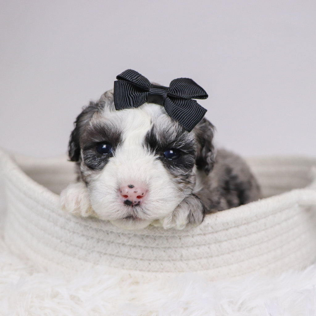 Carla - Available 12/10