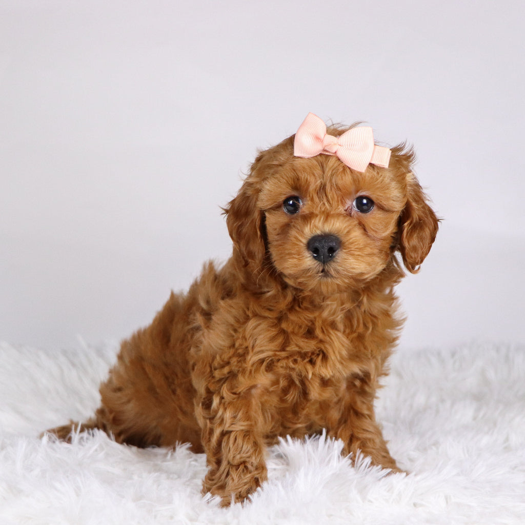 Carmen - Available 11/19