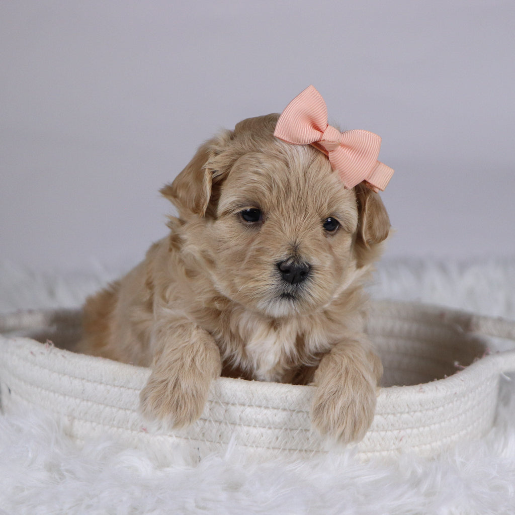 Carol - Available 12/10