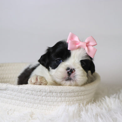 Carolina - Available 11/18