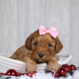 Carrie - Available 1/8