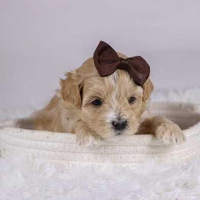 Casey - Available 12/10