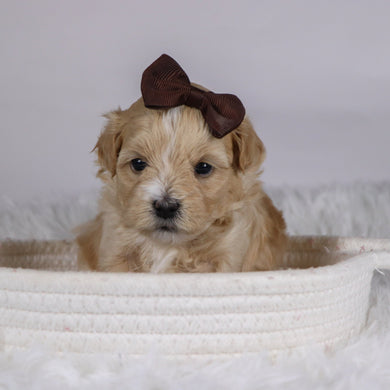 Casey - Available 12/10