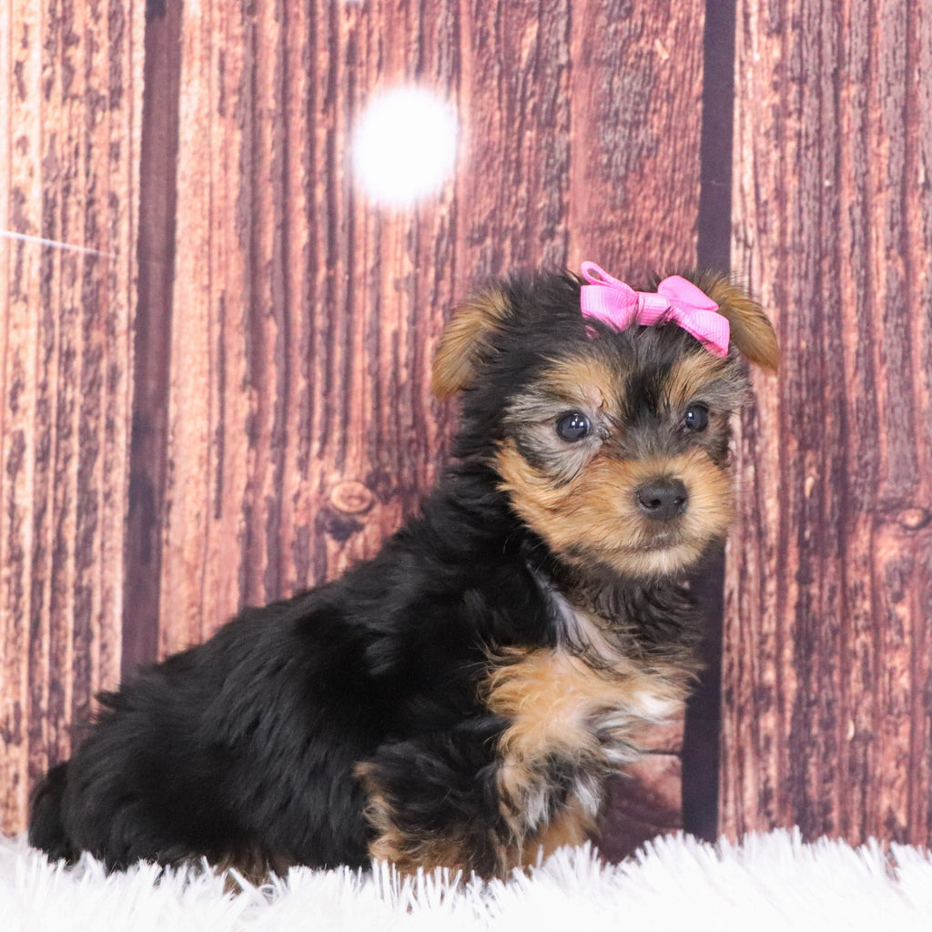 Casilda - Available 12/10