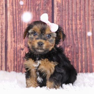 Cecilia - Available 12/10