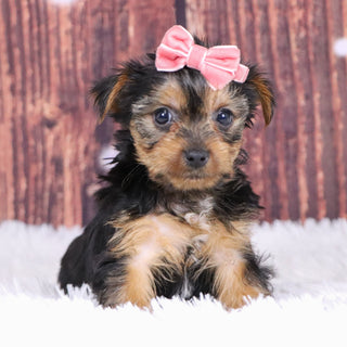 Cerina - Available 12/10