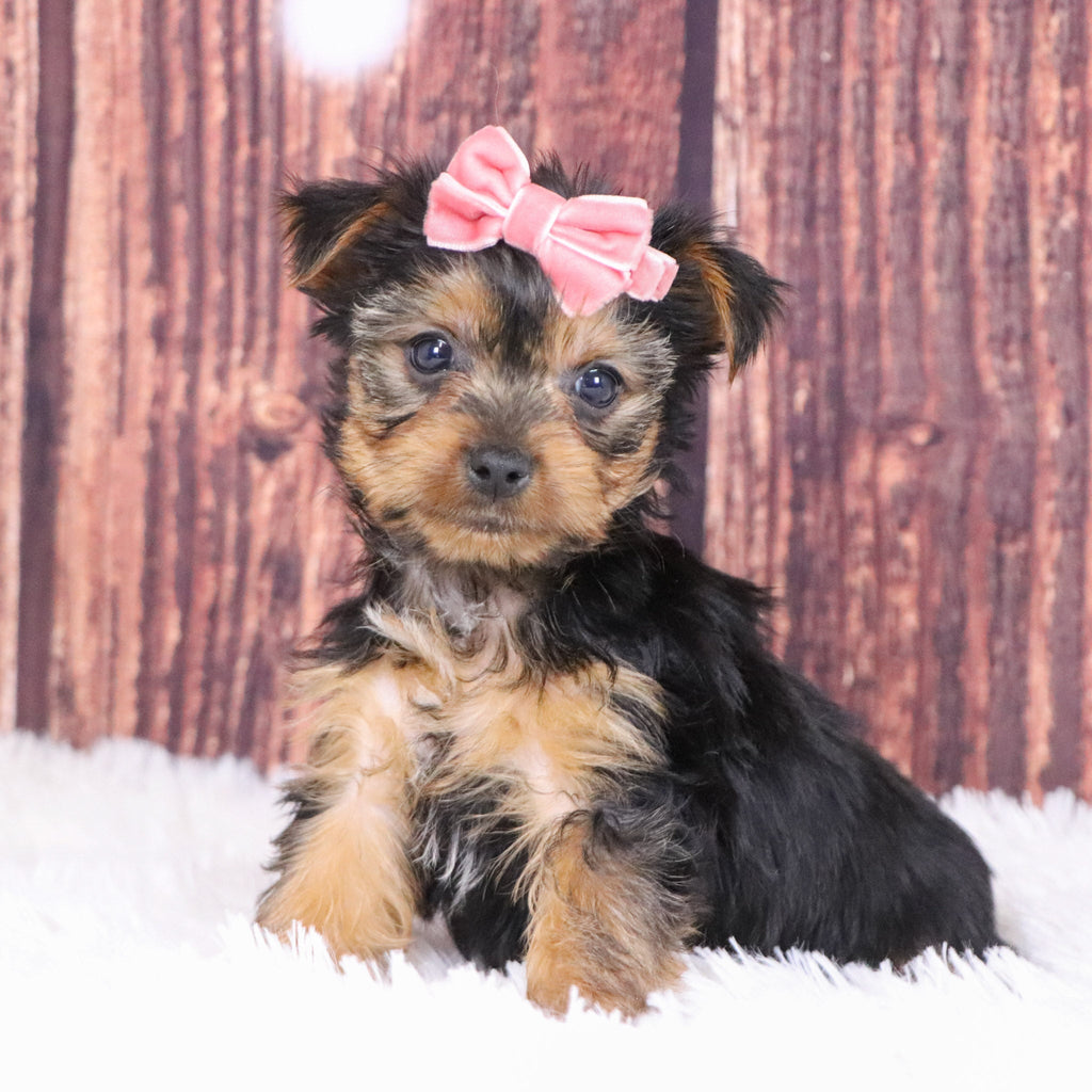 Cerina - Available 12/10