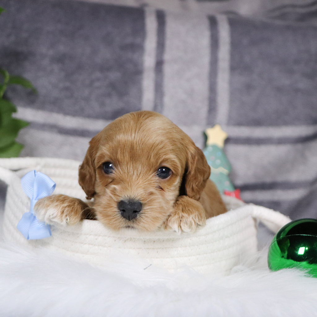 Chandler - Available 1/14