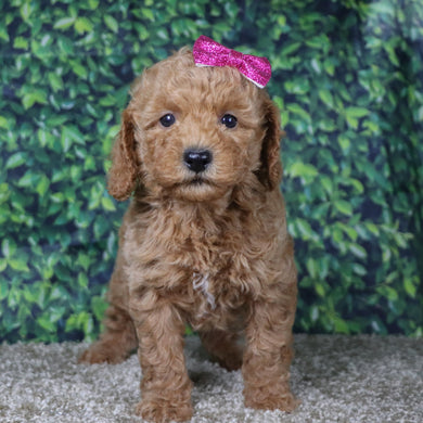 Charla - Available 12/10