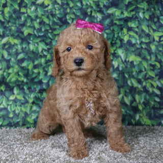 Charla - Available 12/10