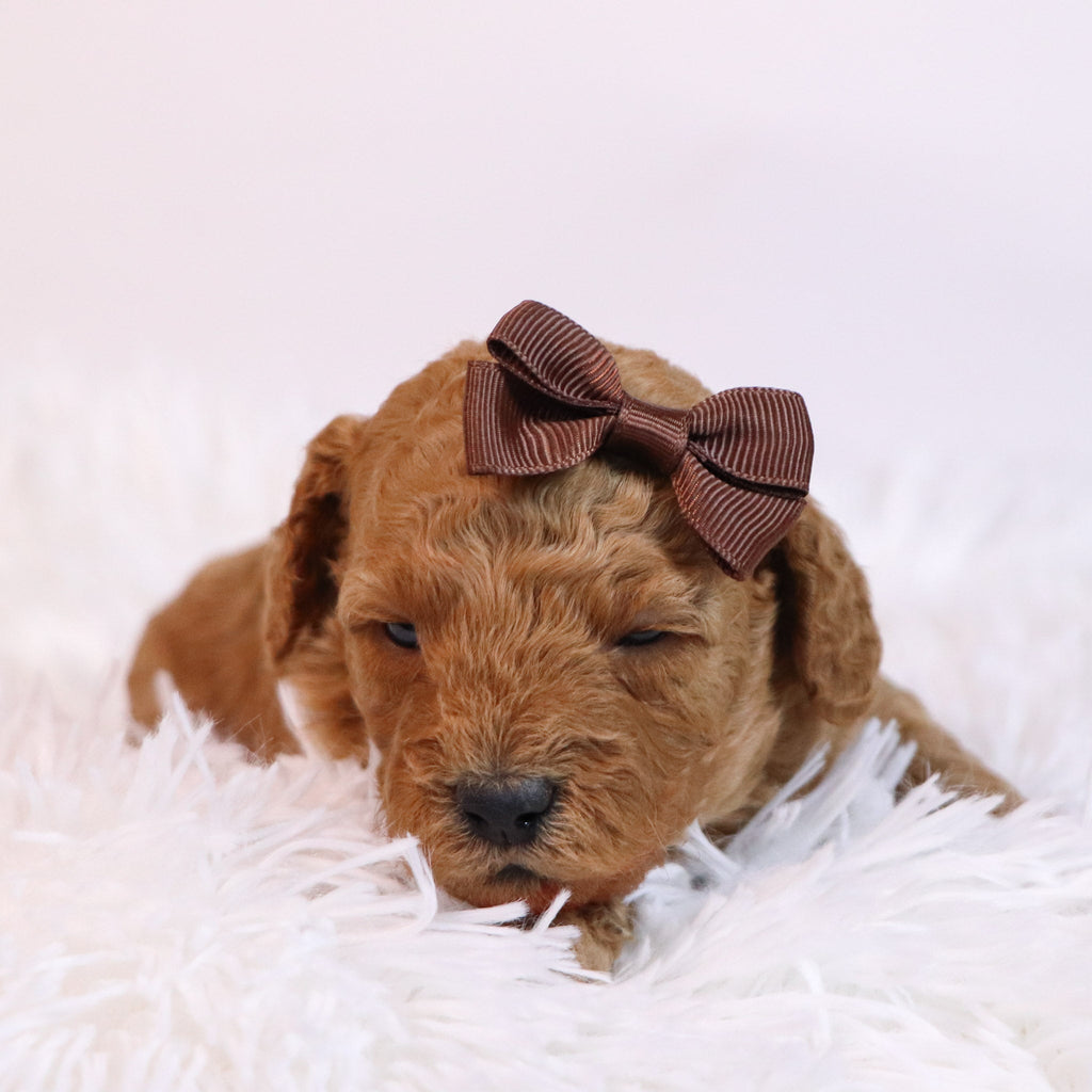 Charla - Available 12/10