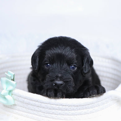 Charles - Available 12/17