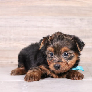 Chase - Available 4/30