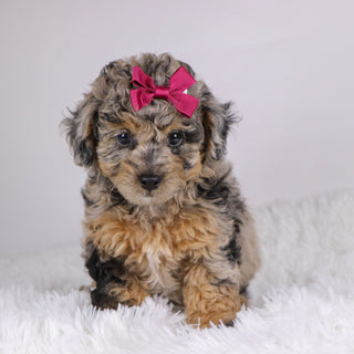 Chastity - Available 11/19