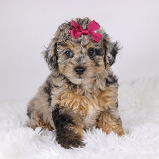 Chastity - Available 11/19