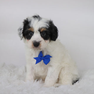 Chex - Available 10/15