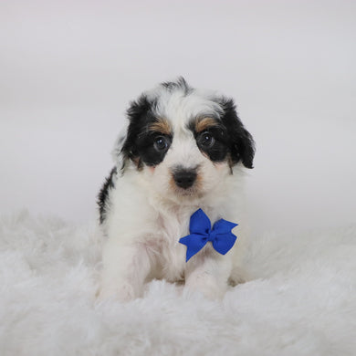 Chex - Available 10/15