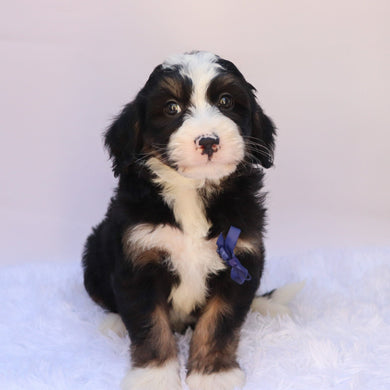 Chipper - Available 9/24