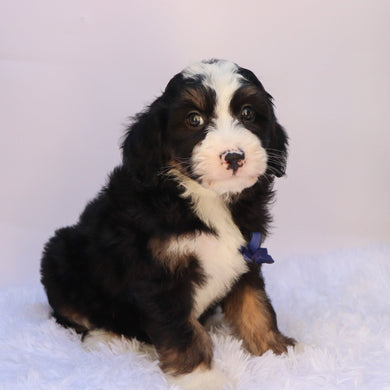 Chipper - Available 9/24