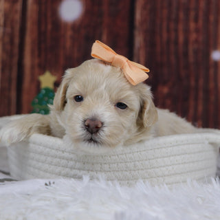 Christina - Available 12/31