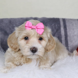 Christina - Available 12/31