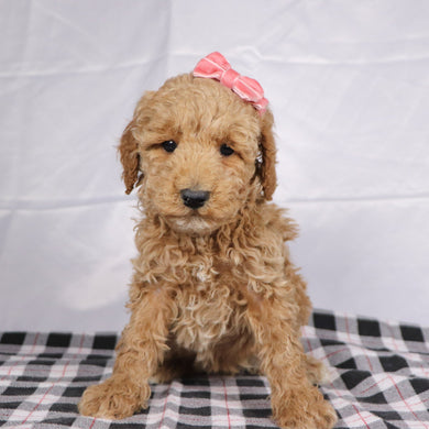 Ciara - Available 12/17