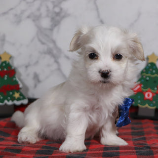 Clark - Available 12/31