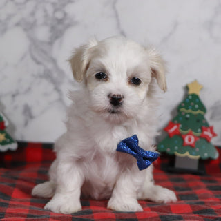 Clark - Available 12/31