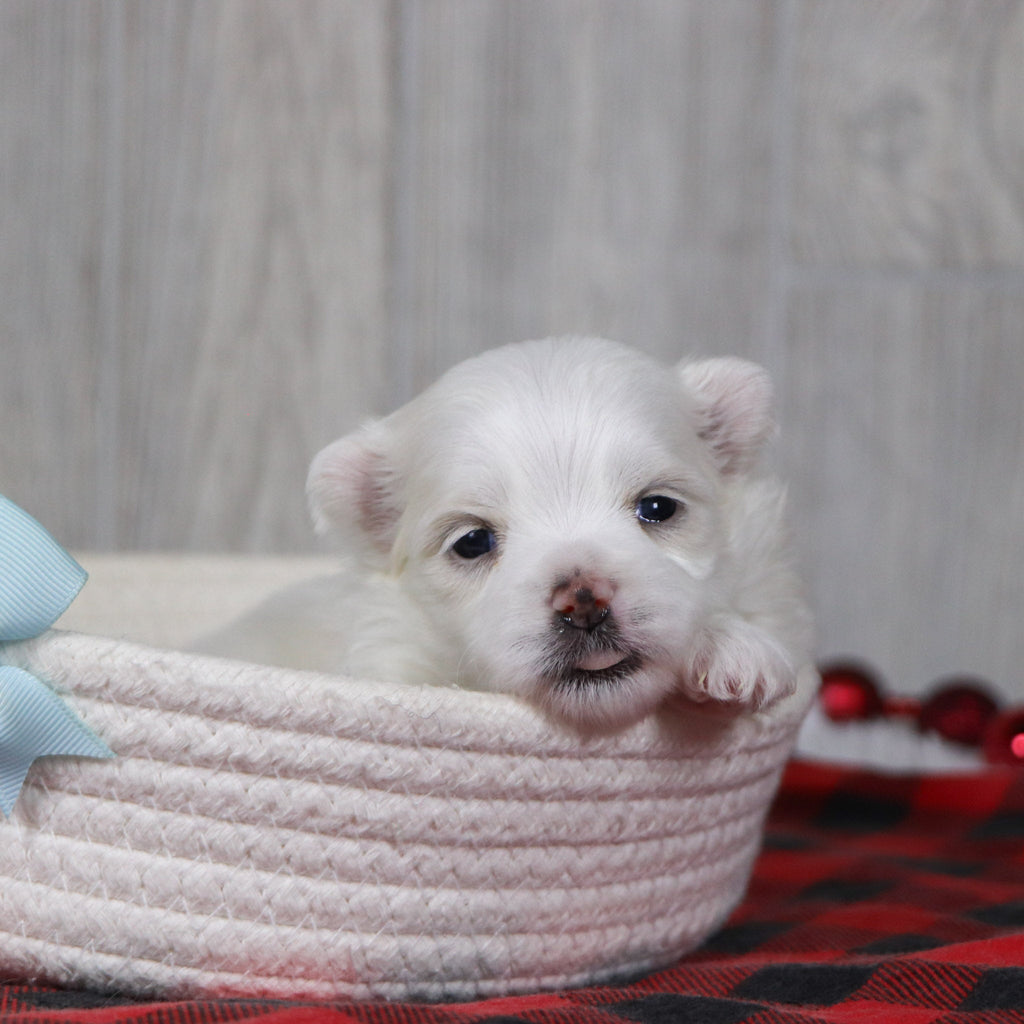 Cody - Available 12/31