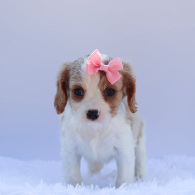 Connie - Available 6/26
