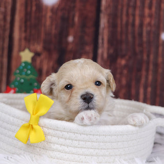 Cuba - Available 12/31