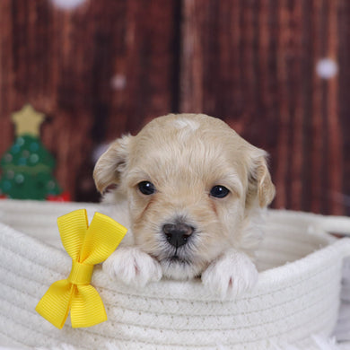 Cuba - Available 12/31