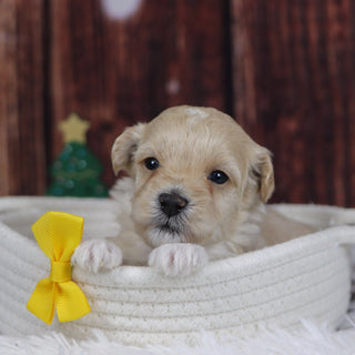 Cuba - Available 12/31