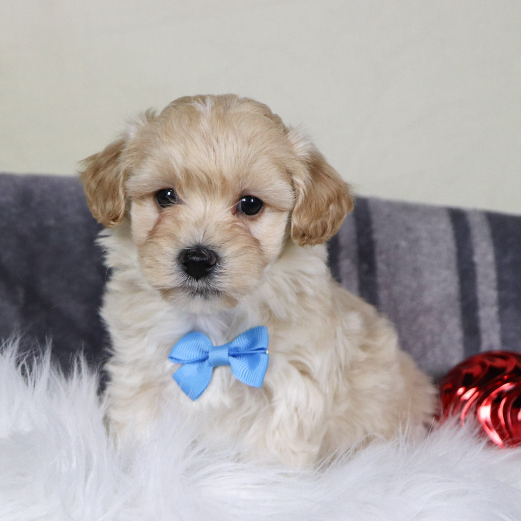 Cuba - Available 12/31