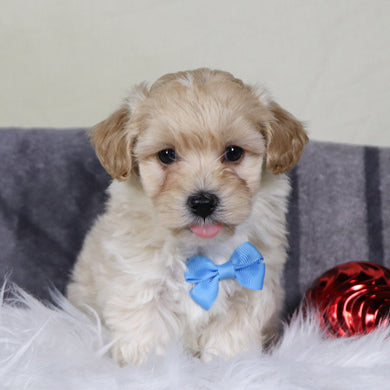 Cuba - Available 12/31